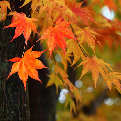 Crisp Leaves